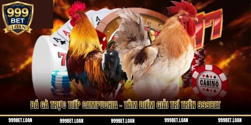 Đá gà trực tiếp Campuchia