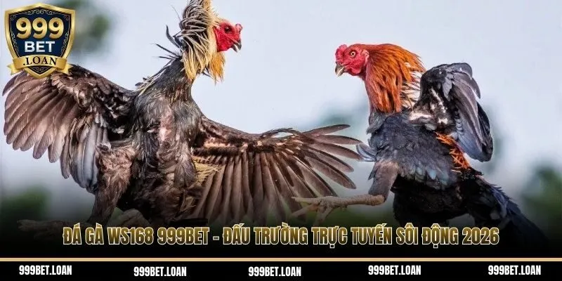 Đá gà WS168 999bet