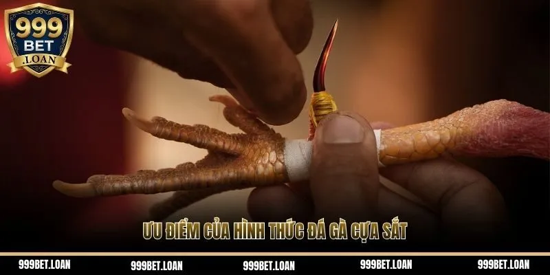 Ưu điểm của hình thức đá gà cựa sắt